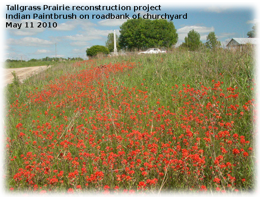 Indian Paintbrush on roadbank of churchyard